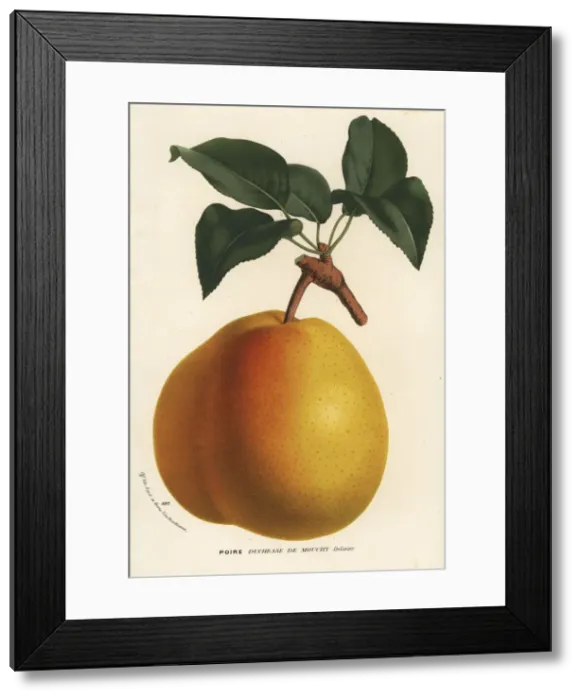 Framed Print : Pear variety, Duchesse de Mouchy, Pyrus communis Framed Print : Pear variety, Duchesse de Mouchy, Pyrus communis