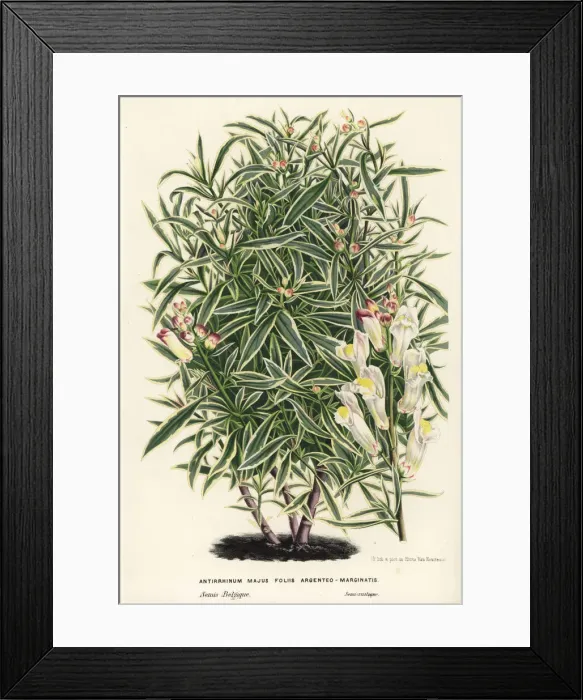 Framed Print : Silver-edged leaved snapdragon, Antirrhinum majus Framed Print : Silver-edged leaved snapdragon, Antirrhinum majus
