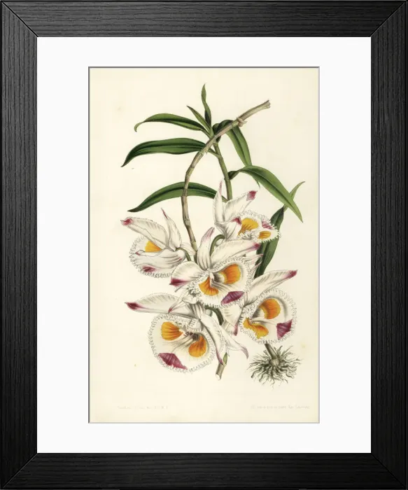 Framed Print : Duke of Devonshires dendrobium, Dendrobium devonianum Framed Print : Duke of Devonshires dendrobium, Dendrobium devonianum