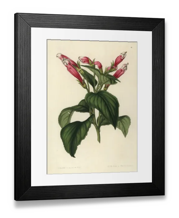 Framed Print : Centropogon coccineus Framed Print : Centropogon coccineus