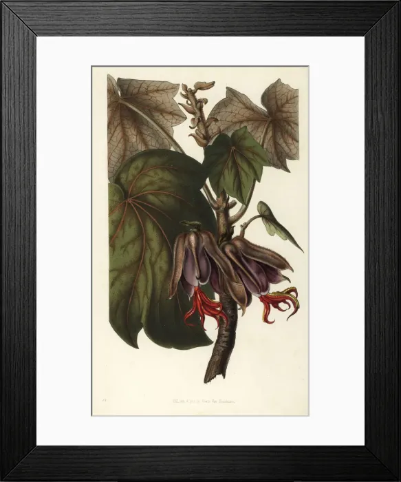 Framed Print : Mexican hand tree, Chiranthodendron pentadactylon Framed Print : Mexican hand tree, Chiranthodendron pentadactylon