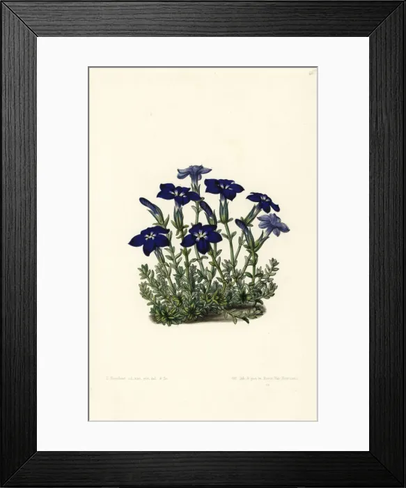Framed Print : Bavarian gentian, Gentiana bavarica Framed Print : Bavarian gentian, Gentiana bavarica