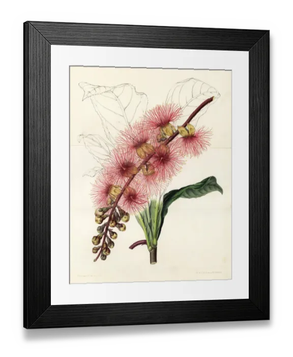 Framed Print : Barringtonia macrocarpa Framed Print : Barringtonia macrocarpa