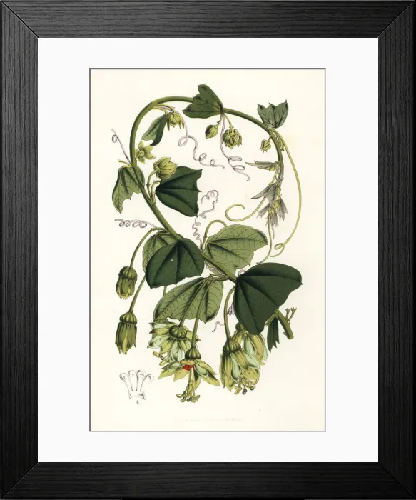 Framed Print : Passion flower, Passiflora penduliflora Framed Print : Passion flower, Passiflora penduliflora