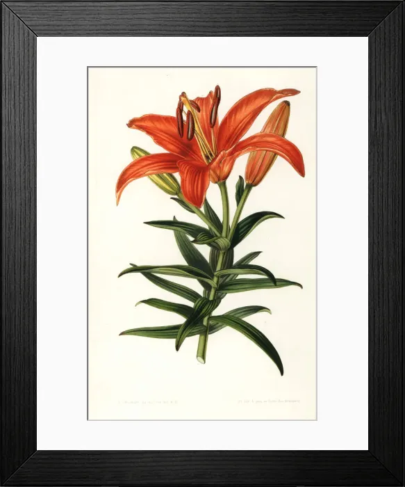 Framed Print : Sukashiyuri lily, Lilium maculatum Framed Print : Sukashiyuri lily, Lilium maculatum