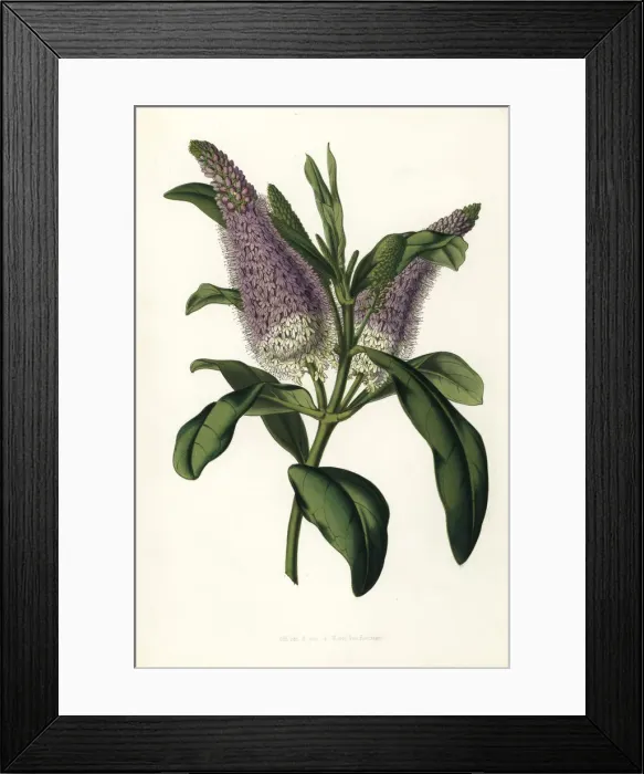 Framed Print : Speedwell hybrid, Veronica x andersonii Framed Print : Speedwell hybrid, Veronica x andersonii