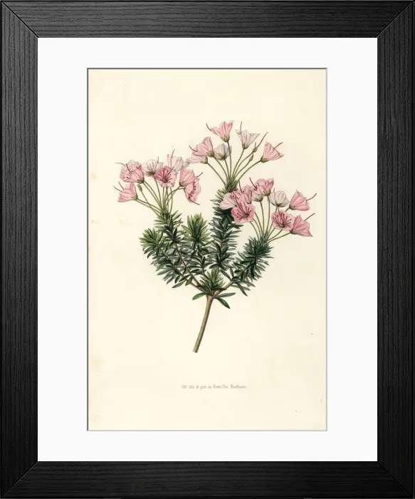 Framed Print : Heather variety, Bryanthus erectus Framed Print : Heather variety, Bryanthus erectus