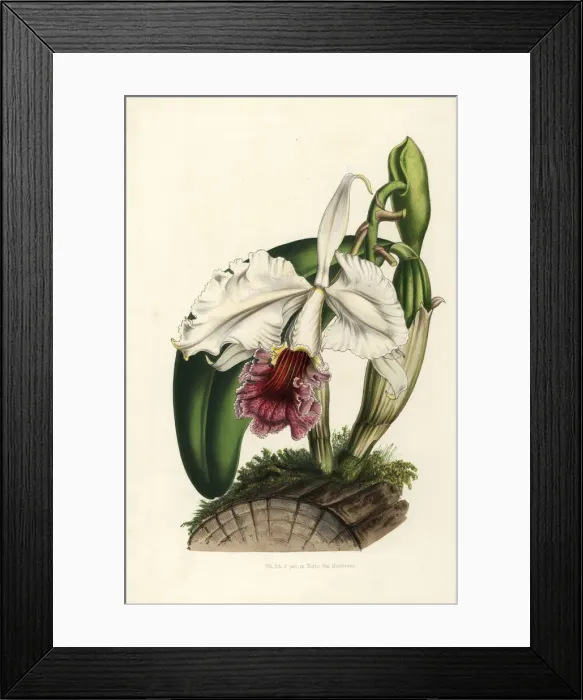 Framed Print : Ruby-lipped cattleya orchid, Cattleya labiata