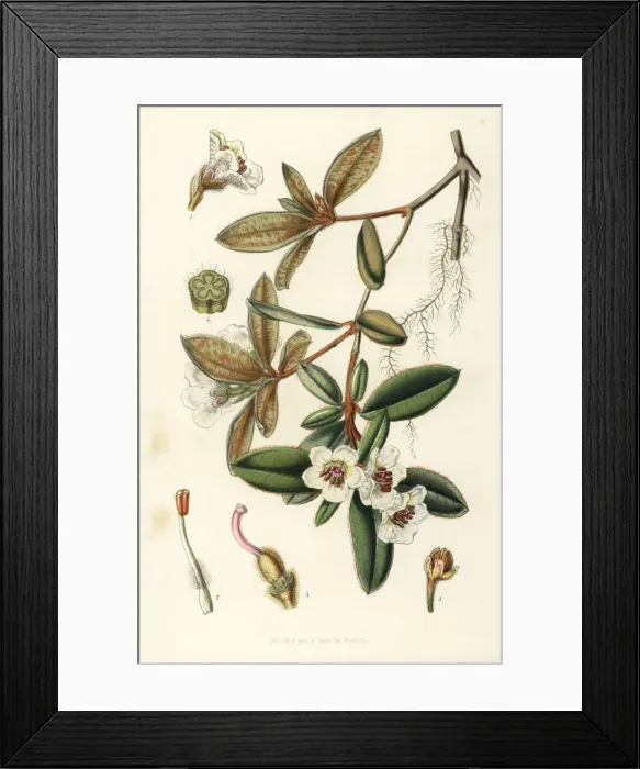 Framed Print : Rhododendron pendulum Framed Print : Rhododendron pendulum