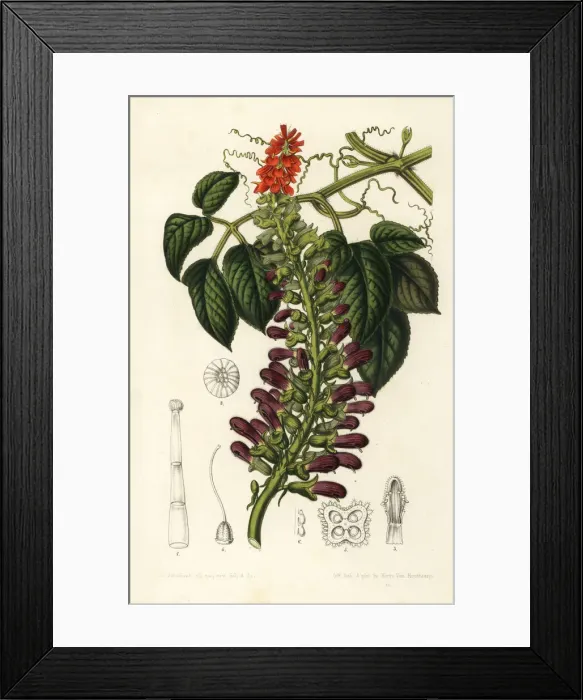Framed Print : Acoquila, Tourrettia lappacea Framed Print : Acoquila, Tourrettia lappacea
