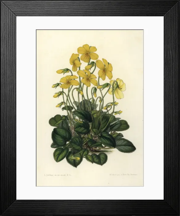 Framed Print : Mountain pansy, Viola lutea Framed Print : Mountain pansy, Viola lutea