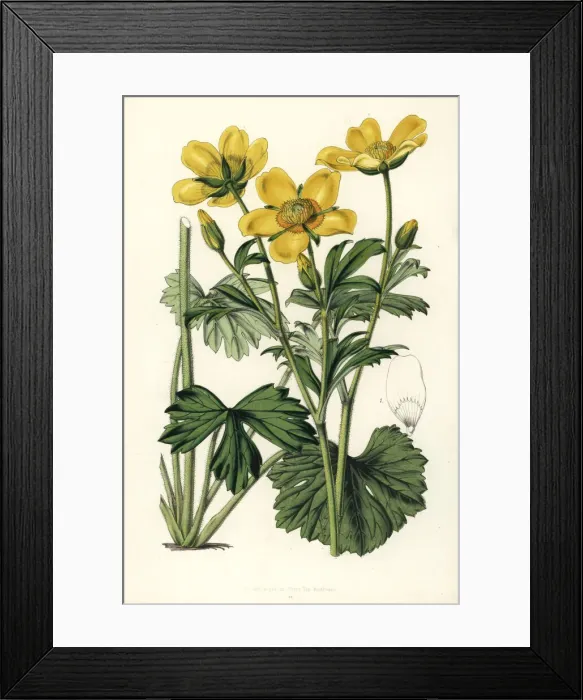 Framed Print : Buttercup, Ranunculus spicatus