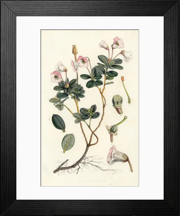 Framed Print : Dwarf rhododendron, Rhododendron pumilum Framed Print : Dwarf rhododendron, Rhododendron pumilum