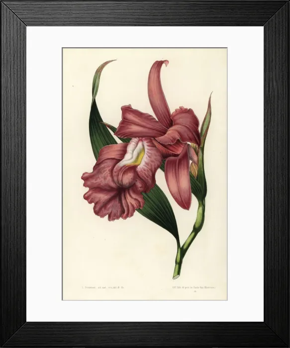 Framed Print : Large-flowered sobralia orchid, Sobralia macrantha Framed Print : Large-flowered sobralia orchid, Sobralia macrantha
