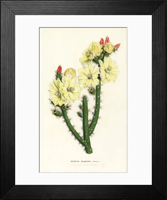 Framed Print : Salm-Dycks prickly pear cactus, Opuntia salmiana Framed Print : Salm-Dycks prickly pear cactus, Opuntia salmiana