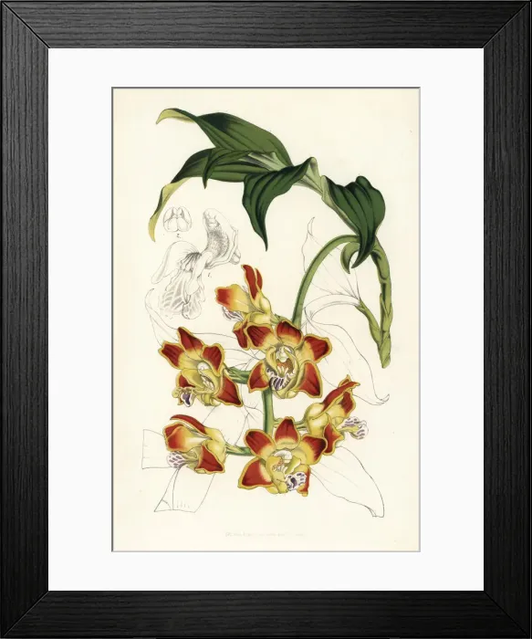 Framed Print : Red bulls mouth orchid, Chysis bruennowiana Framed Print : Red bulls mouth orchid, Chysis bruennowiana