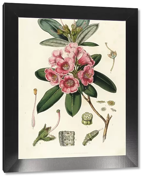Rhododendron glaucum