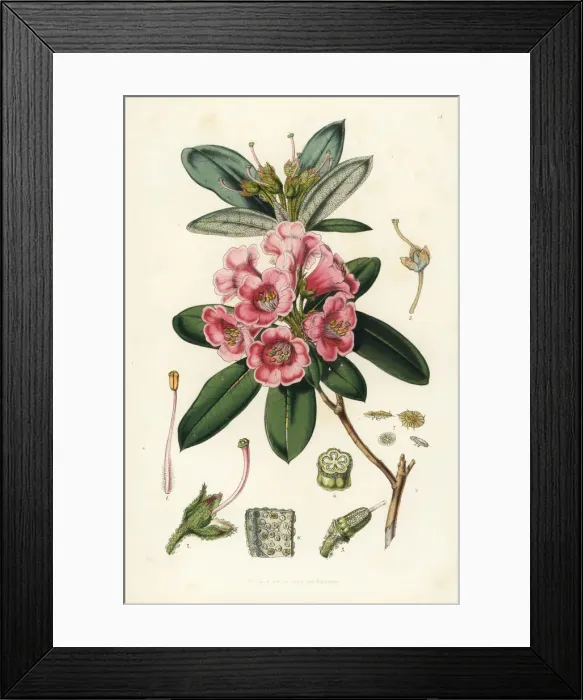 Framed Print : Rhododendron glaucum Framed Print : Rhododendron glaucum