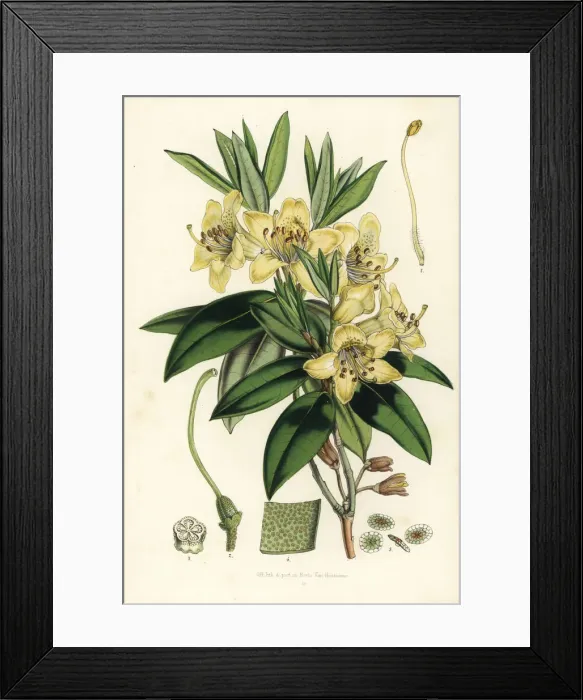 Framed Print : Three-flowered rhododendron, Rhododendron triflorum