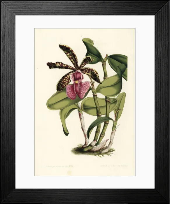 Framed Print : Lady Acklands cattleya orchid, Cattleya aclandiae Framed Print : Lady Acklands cattleya orchid, Cattleya aclandiae