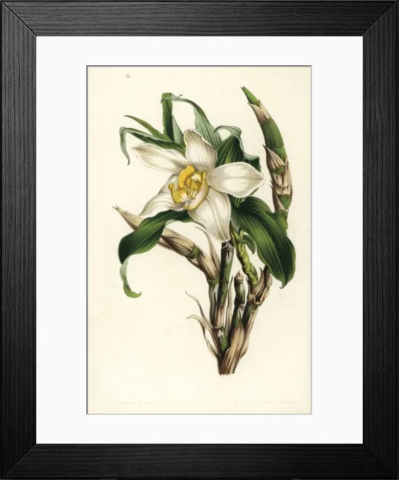 Framed Print : Bracteate chysis orchid, Chysis bractescens Framed Print : Bracteate chysis orchid, Chysis bractescens