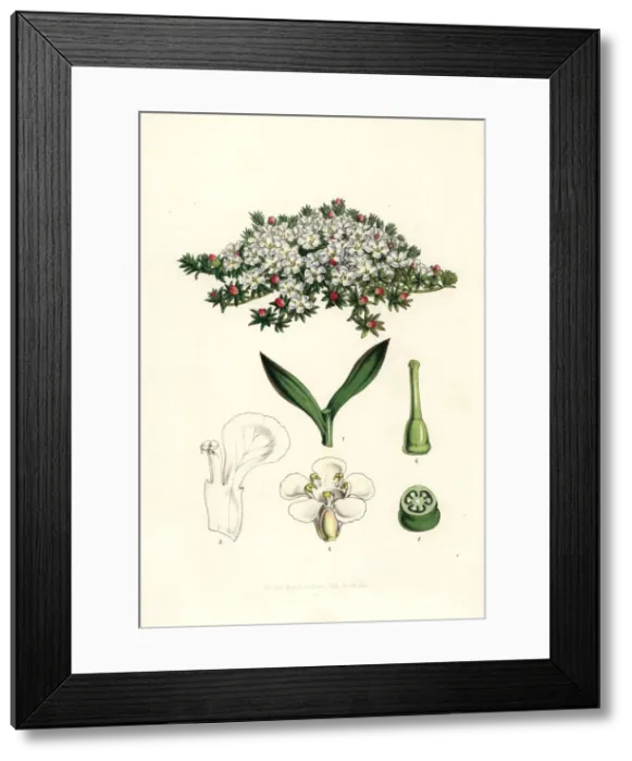 Framed Print : Flowering pixie-moss, Pyxidanthera barbulata Framed Print : Flowering pixie-moss, Pyxidanthera barbulata