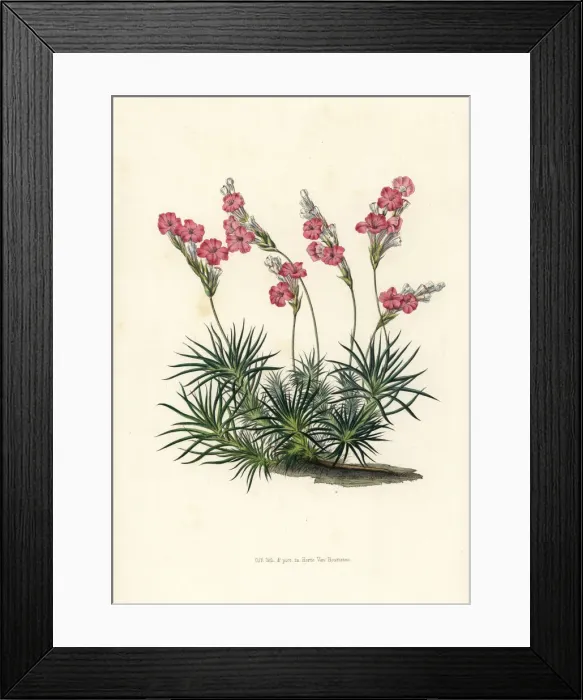 Framed Print : Prickly thrift, Acantholimon glumaceum Framed Print : Prickly thrift, Acantholimon glumaceum