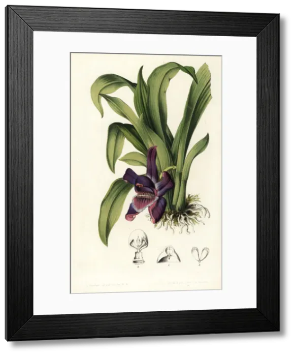Framed Print : Violet pescatoria orchid, Pescatoria violacea
