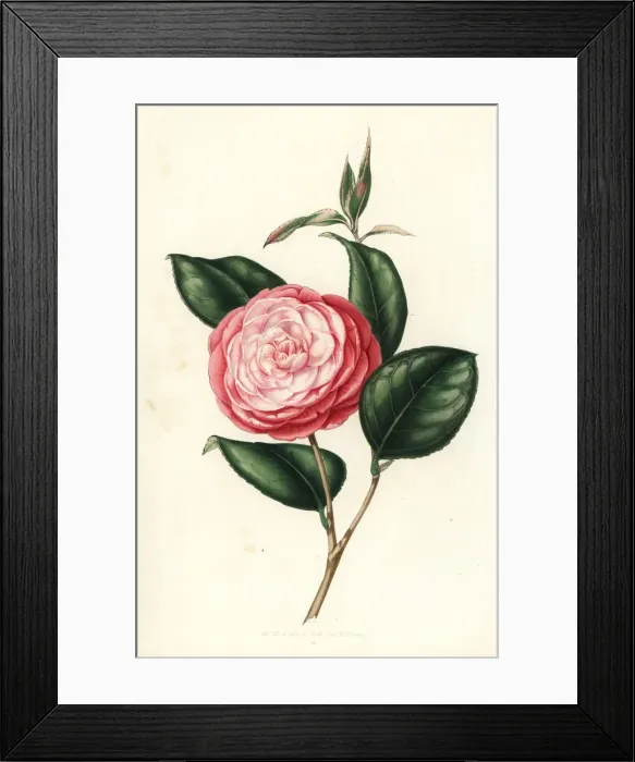 Framed Print : Variety of camellia, Camellia japonica Framed Print : Variety of camellia, Camellia japonica