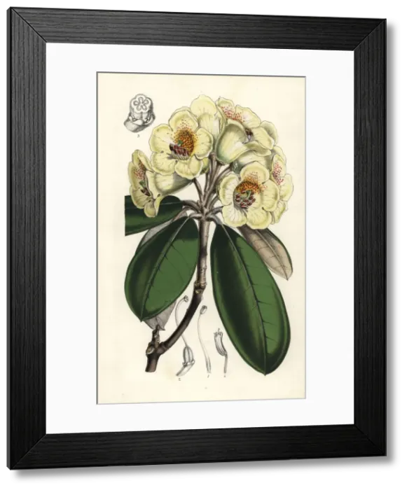 Framed Print : Rhododendron lanatum Framed Print : Rhododendron lanatum