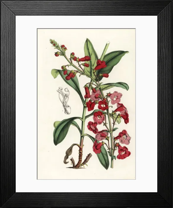 Framed Print : Wrights beardtongue, Penstemon wrightii Framed Print : Wrights beardtongue, Penstemon wrightii