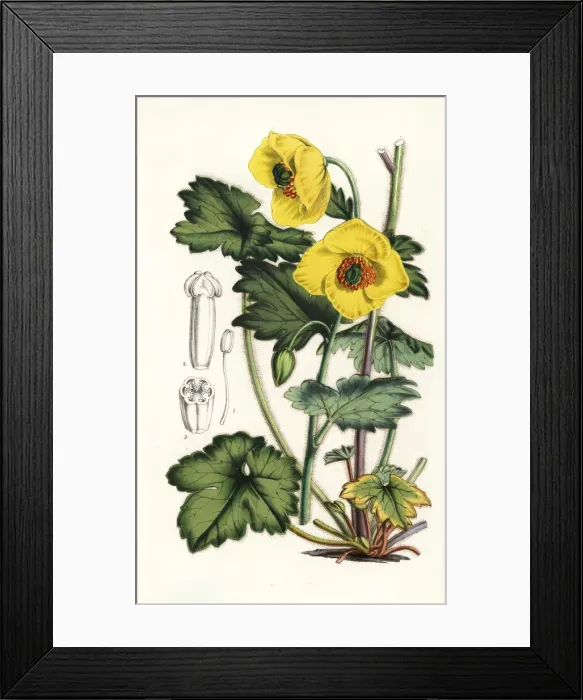 Framed Print : Himalayan woodland-poppy, Meconopsis villosa Framed Print : Himalayan woodland-poppy, Meconopsis villosa