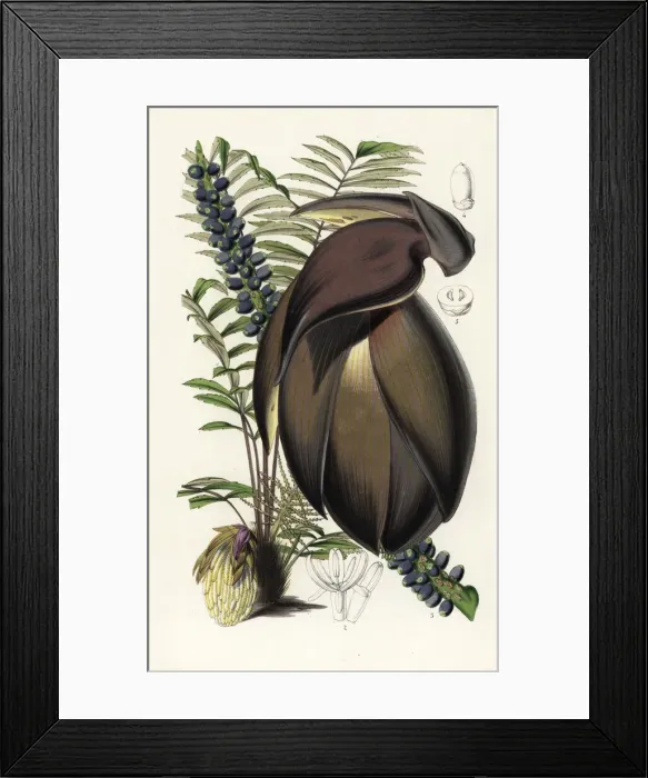 Framed Print : Palm tree, Wallichia oblongifolia Framed Print : Palm tree, Wallichia oblongifolia