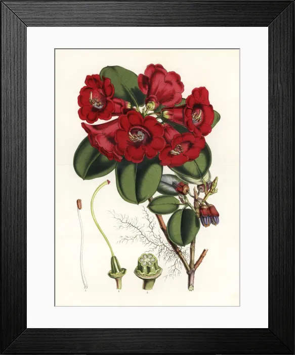 Framed Print : Dr. Thomsons rhododendron, Rhododendron thomsonii Framed Print : Dr. Thomsons rhododendron, Rhododendron thomsonii