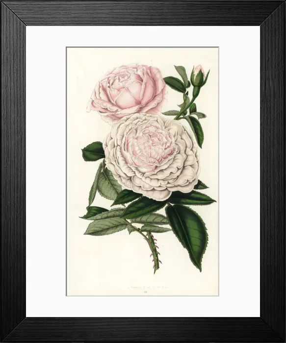 Framed Print : Queen Victorias rose, hybrid grown by William Paul Framed Print : Queen Victorias rose, hybrid grown by William Paul