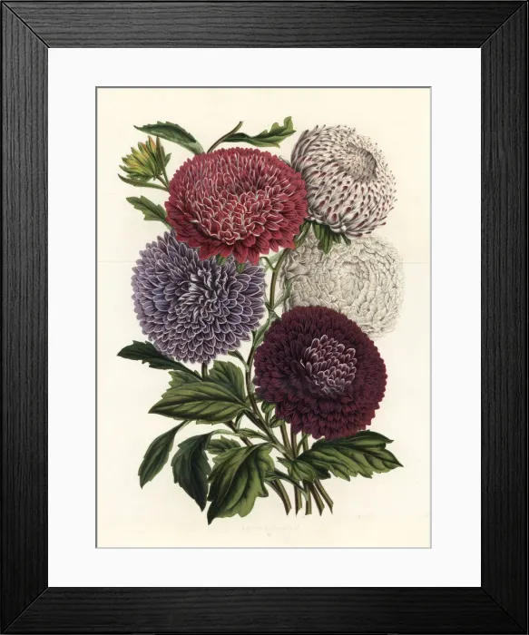 Framed Print : Pyramid-shaped hybrid China asters, Callistephus chinensis Framed Print : Pyramid-shaped hybrid China asters, Callistephus chinensis