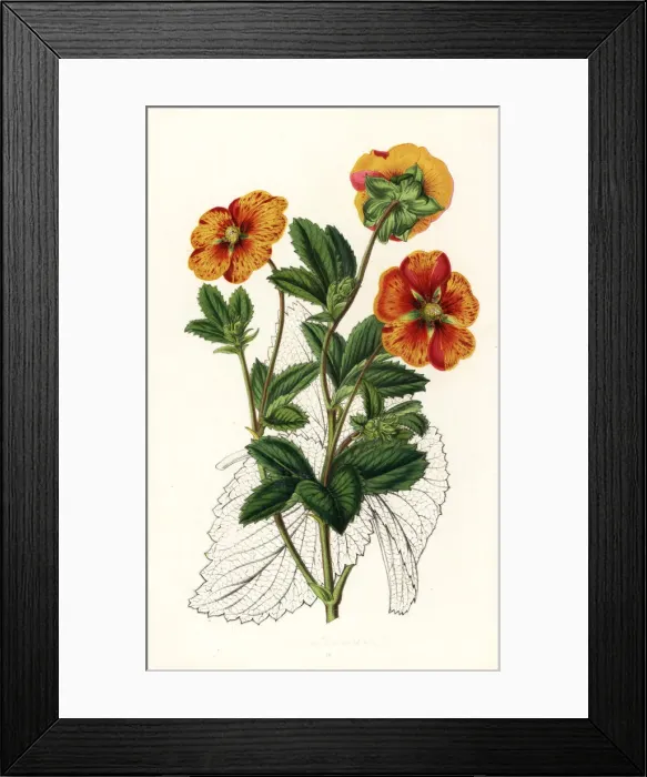 Framed Print : Striped buttercup variety, Potentilla formosa Framed Print : Striped buttercup variety, Potentilla formosa