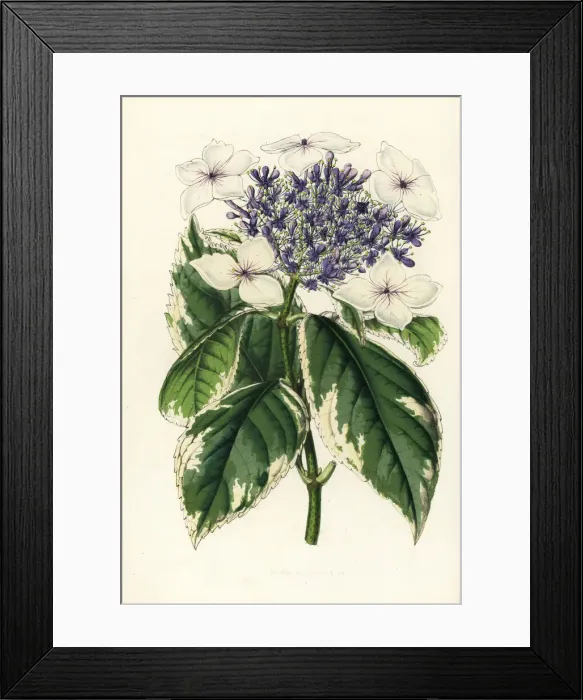 Framed Print : Japanese hydrangea, Hydrangea japonica fol. albo-variegatis Framed Print : Japanese hydrangea, Hydrangea japonica fol. albo-variegatis