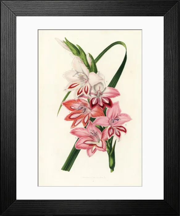 Framed Print : Gladiolus varieties raised by Charles Truffaut of Versailles Framed Print : Gladiolus varieties raised by Charles Truffaut of Versailles