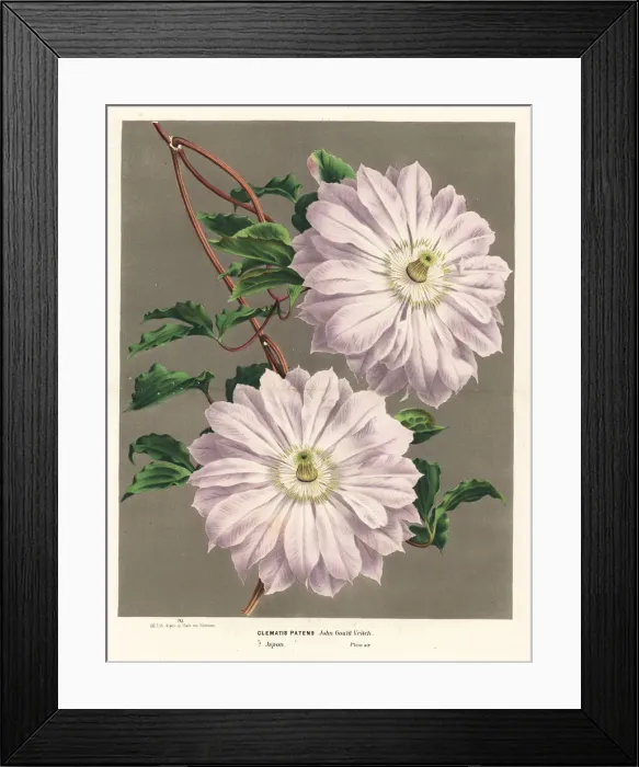Framed Print : Clematis variety, Clematis patens Framed Print : Clematis variety, Clematis patens
