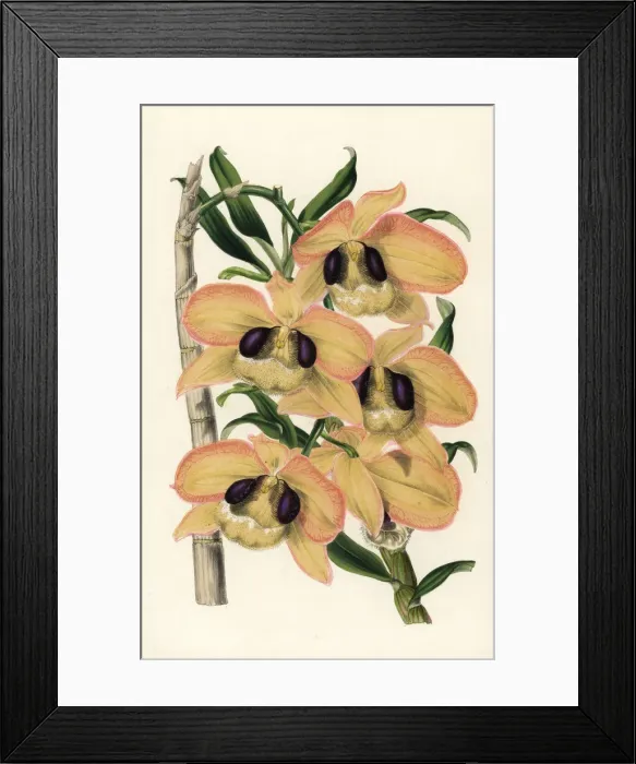 Framed Print : Charming dendrobium orchid, Dendrobium pulchellum Framed Print : Charming dendrobium orchid, Dendrobium pulchellum