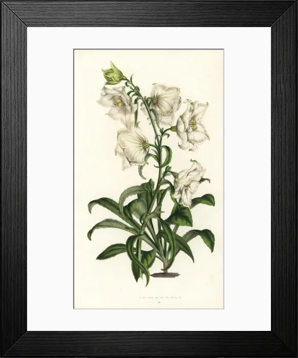 Framed Print : Peach-leaved bellflower, Campanula persicifolia Framed Print : Peach-leaved bellflower, Campanula persicifolia
