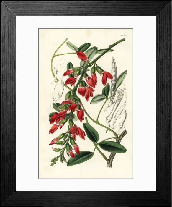 Framed Print : Dusky coral pea, Camptosema rubicundum, native to Australia Framed Print : Dusky coral pea, Camptosema rubicundum, native to Australia