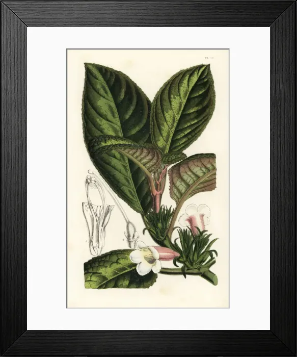 Framed Print : Nautilocalyx pictus Framed Print : Nautilocalyx pictus