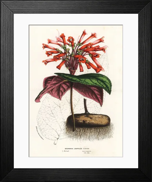 Framed Print : Leopolds gesneria, Gesneria leopoldii