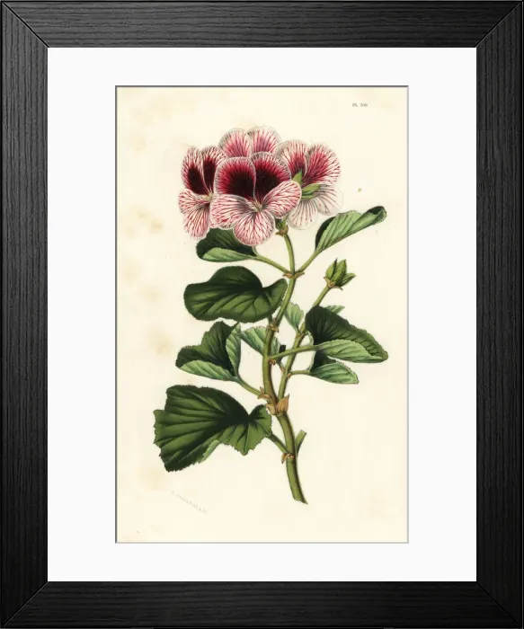 Framed Print : Geranium hybrid, Pelargonium mazeppa superbe Framed Print : Geranium hybrid, Pelargonium mazeppa superbe