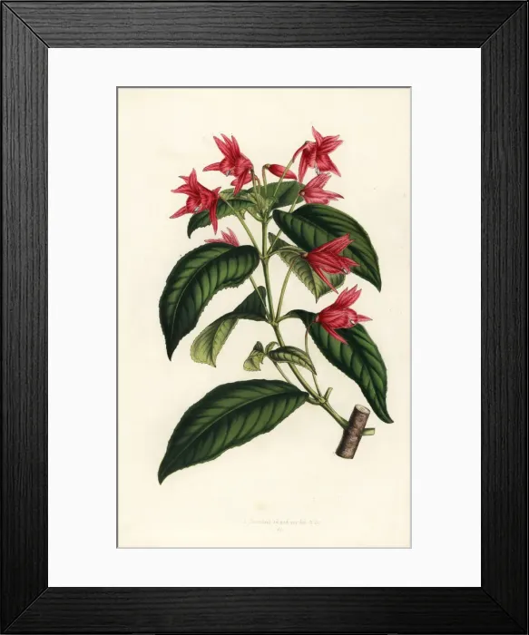Framed Print : Lopezia grandiflora Framed Print : Lopezia grandiflora