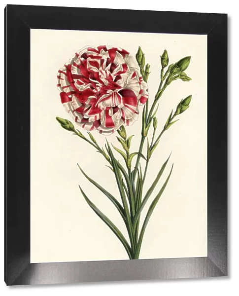 Carnation hybrid, Louis Napoleon, Dianthus caryophyllus
