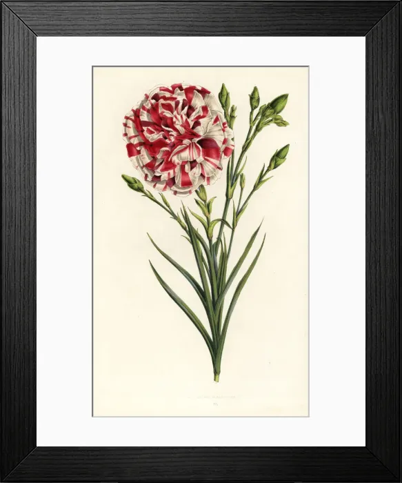 Framed Print : Carnation hybrid, Louis Napoleon, Dianthus caryophyllus Framed Print : Carnation hybrid, Louis Napoleon, Dianthus caryophyllus