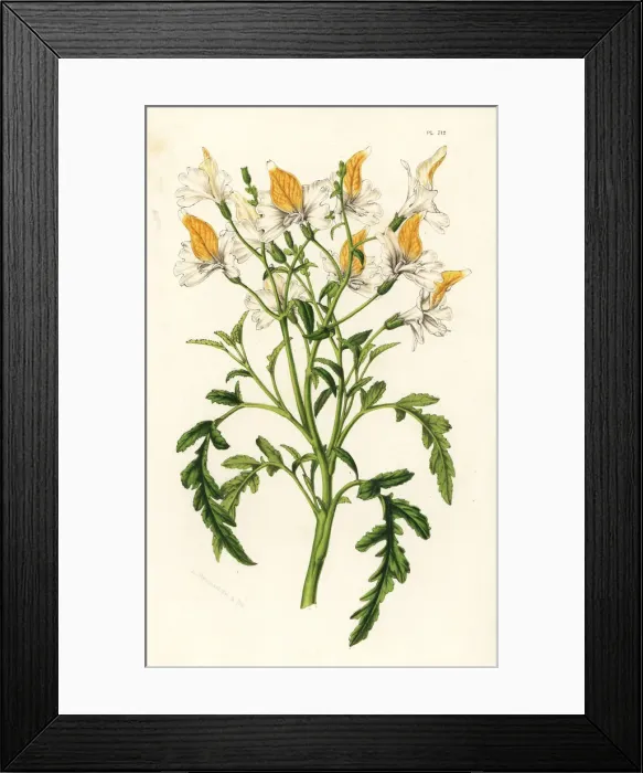 Framed Print : Grahams schizanthus, Schizanthus grahamii Framed Print : Grahams schizanthus, Schizanthus grahamii